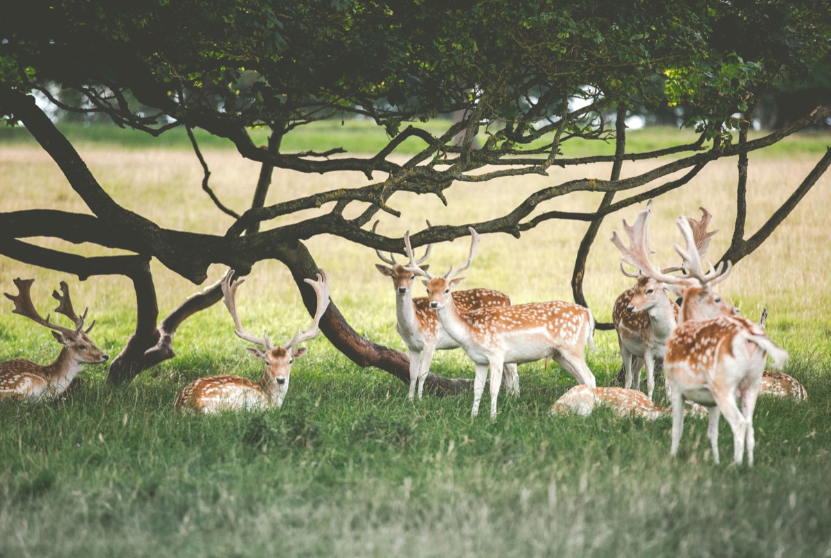 A herd of fallow deer sheltering under a tree