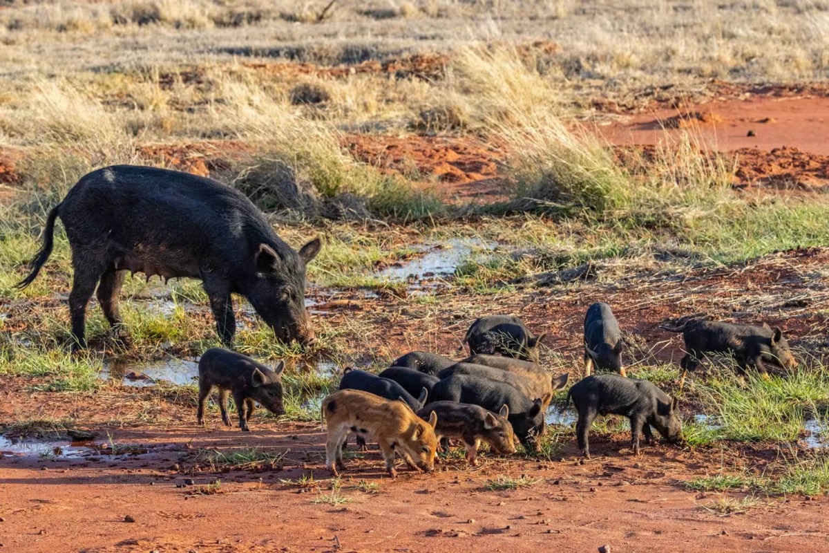 A feral sow with a litter of piglets on degraded rangeland