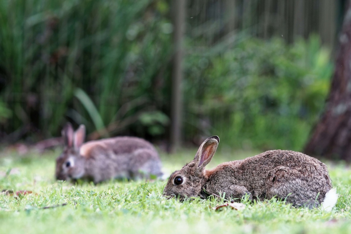 Two feral rabbits grazing on pasture